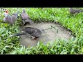 Bird trap in Gabir forest