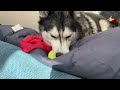 Surprising Thing Made My Husky JUMP! He Was Shocked!