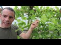 ESSENTIAL Grape Vine Growing Tips - That Really WORK