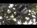 NZ Wood Pigeon / Kereru berm145 Western Springs Rd., Auckland