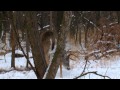 Hunting Giant Buck In Kansas