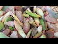 How To Propagate Succulents (Echeveria ‘Perle Von Nurnberg’ )