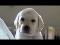 Adorable Adventures Of The Cutest Puppies | Our World