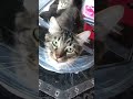 Hissy Fitz - Hissy loving the catnip on the new cat tower