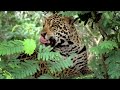 Secret Brazil: Jaguar, the king of the Pantanal | Animal documentary - Part 1/2