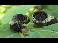 Giant Swallowtail caterpillars AKA Orange Dog (Papilio cresphontes)