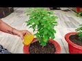 ये 2 घरेलू चीज रातों-रात बना देंगी तुलसी को बरगद का घना  #gardening #tulsi #june