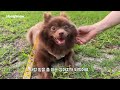 Rescued Brown Dog Learns to Trust Her mom |  Day 1 to 30
