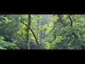 Nature Forest Healing Music | Relaxing Sounds | Meditation | Birds Song