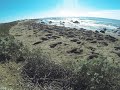 Elephant Seals 29JAN18 TimeLapse