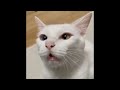 😂 Funniest Cats and Dogs Videos 😺🐶 || 🥰😹 Hilarious Animal Compilation №320