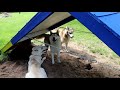 Five Huskies Playing Together | Dirt right in the Face