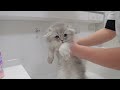 This is what happened when I bathed five kittens for the first time...