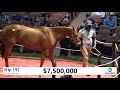 Monomoy Girl sells for $9,500,000 at The November Sale (2020)