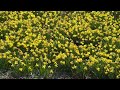 miniature #daffodils bonanza