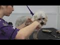Not everything is always as it seems | Cute transformation on matted Yorkie