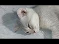 Try Not To Laugh Challenge😜Funny and Cute CAT Videos Compilation 2024😺🐶