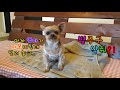 [ 아작뚱 ] 아차장 촬영업무날 / 땡땡이 만랩 강아지 / 수라간멍상궁 , 완벽한소풍 (요키, Yorkshire Terrier, 아롱이)