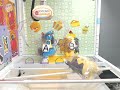 Toreba - Quick Lucario Win