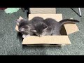 Kittens discover a box