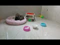 CLASSIC Dog and Cat Videos😪🐶1 HOURS of FUNNY Clips😻