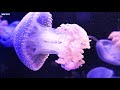 24 HOURS of 4K Turtle Paradise - Undersea Nature Relaxation Film + Sleep Relax Meditation Music