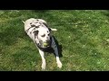 Playing catch with Jake at the park!