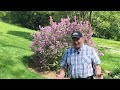 How To Prune Lilacs // To Keep Them Healthy, Vigorous, Free Flowering & Well Formed   😉👏👍✂️💚