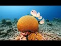 Dive Into Stunning 4K Ultra HD - Colors of the Ocean & Soothing Sea Animals