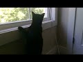 My cat looks out window