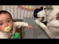 A Siberian Husky's reaction to having his precious snack taken away by a baby was shocking...