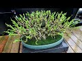 A Detailed Pruning of my Schefflera arboricola Bonsai, The Bonsai Zone, Sept 2020