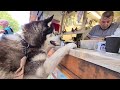 Husky travels 6hrs to find his friend | Sherpa's Adventures