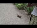 Yosemite squirrel encounter 6.22.2023