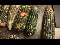 Oaxacan Green Corn Dent Corn