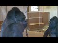 No One Can Stop An Excited Giant Male Gorilla | Shabani