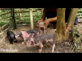Primitive Wonder: Rescue Wild Pig From Hole And Building Wild Pig House
