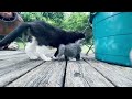 #kitten Play outside for the first time! (Underneath my GRANDMOTHER by #rozenhart