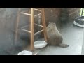 groundhog eats cat food