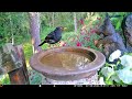 Cute birds and squirrels drink on the birdbath 💚💛🧡🩵🦜