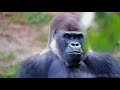 Animals Ultra Hd - Most Amazing Top 10 Animals - 4k Relaxation Scene