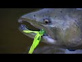 Spinner Fishing for Michigan Salmon - They LOVE this Lure!