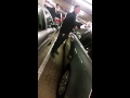 Caught in the Act stealing a car - FUNNY-FUNNY-FUNNY