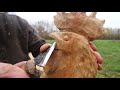 AMAZING chainsaw woodcarving, Real size CHICKEN for 1 DAY