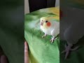 Angry Cockatiel bird (Chotu) because he can't fly 😊