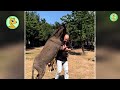 Orphaned Donkey Can’t Stop Hugging Her Rescuer