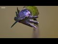 David Attenborough meets a very glamorous hummingbird 😍 BBC