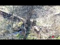 Drone Tracks Deer In Tall Brush Feb 2024 Drone Footage