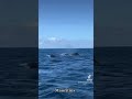 Whale watching in Mauritius
