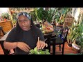 HOW I WATER MY PLANTS PLUS REPOTTING PLANT CHAT